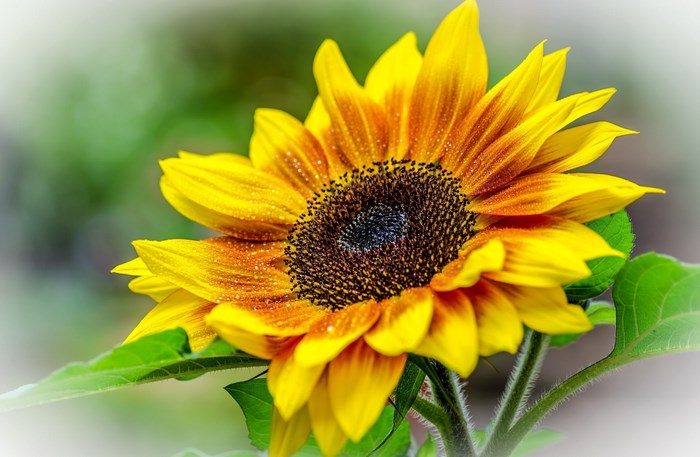 Sunflower with water droplets