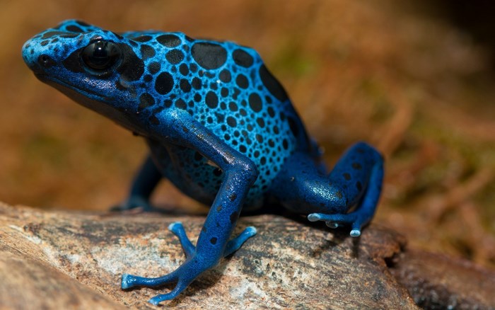 Blue Poison Dart Frog with Black Spots