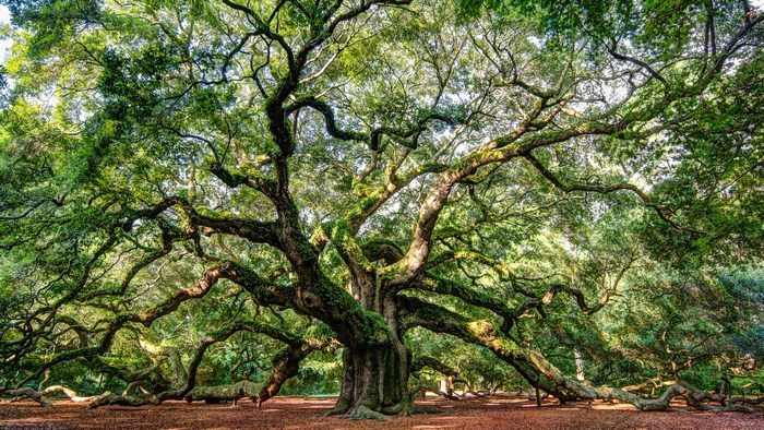 Angel Oak Tree