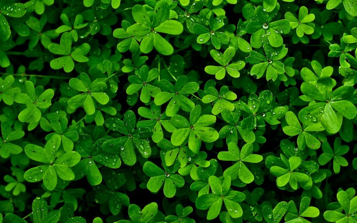Green clover leaves with water droplets