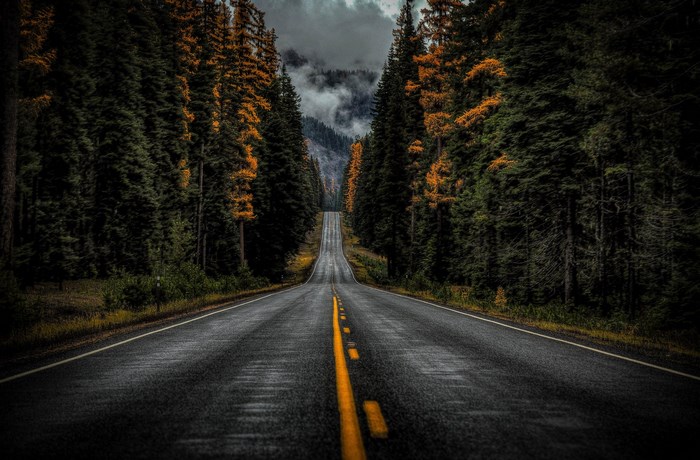 Asphalt road through a dense forest with autumn colors
