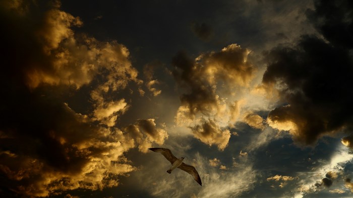 A seagull flies through dramatic clouds at sunset