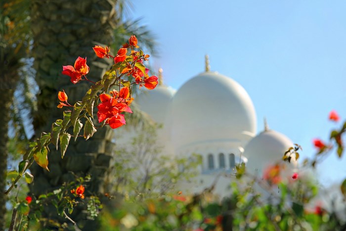 Orange flowers in front of Sheikh Zayed Grand Mosque