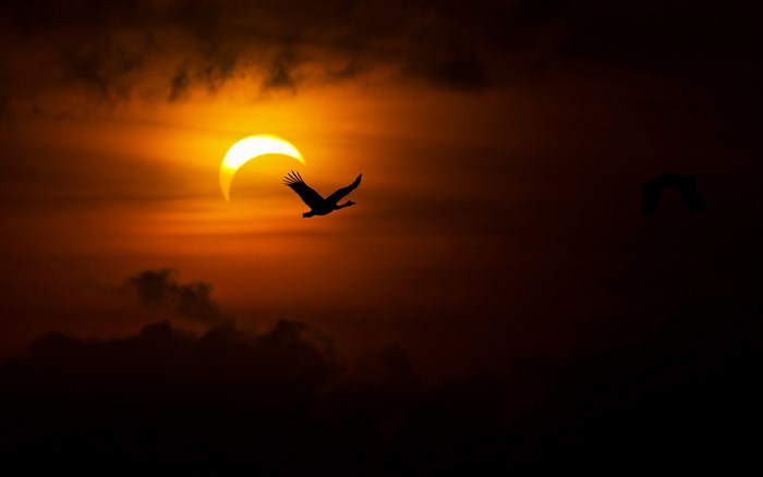 Solar eclipse with a bird silhouette