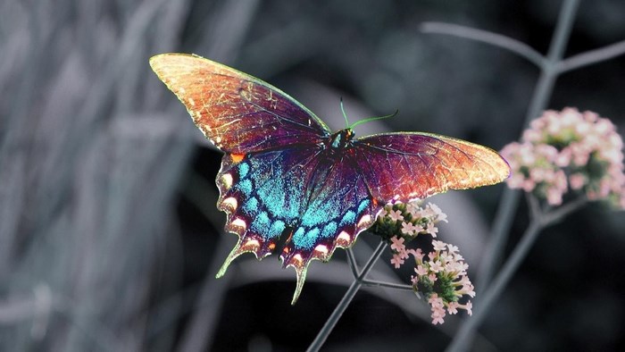 Close-up of a colorful butterfly on a flower