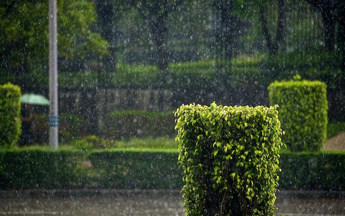 Rain falling on a park with manicured bushes