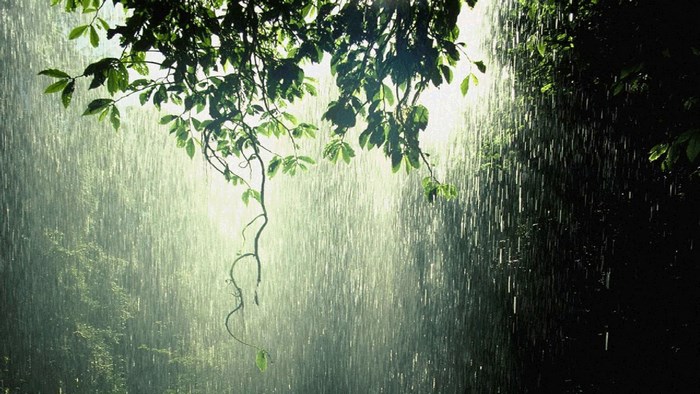 Rainfall Through Greenery in a Forest