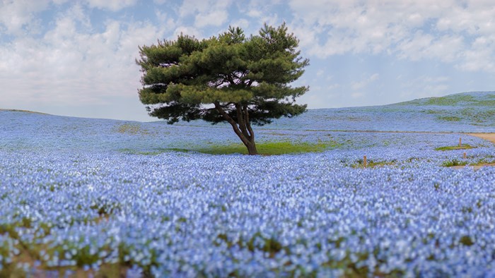 Lone tree in a field of blue flowers