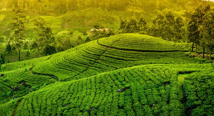 Rolling green tea plantation with trees