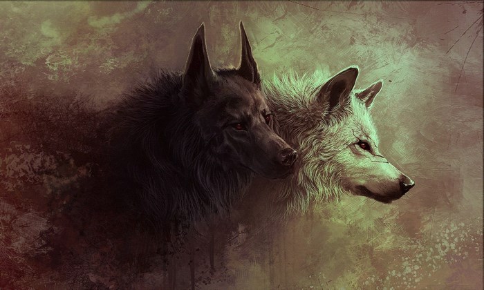 Two wolves, one black and one white, in a dark forest