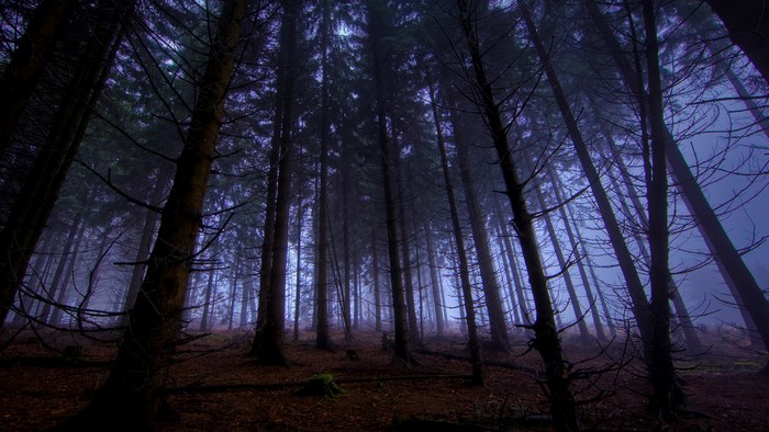 Misty Forest with Tall Trees