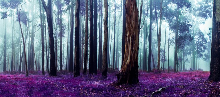Purple forest with tall trees and fog