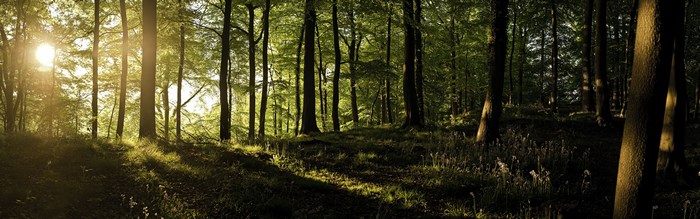 Sunlight filtering through a forest canopy