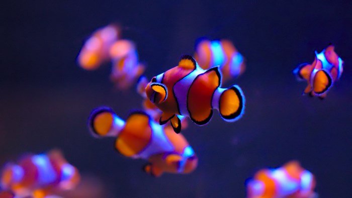 4K Vibrant Clownfish Swimming in Dark Water