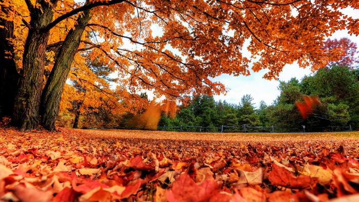 Autumn leaves on the ground and trees