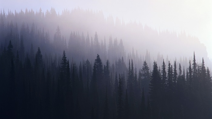 Misty forest with tall evergreen trees