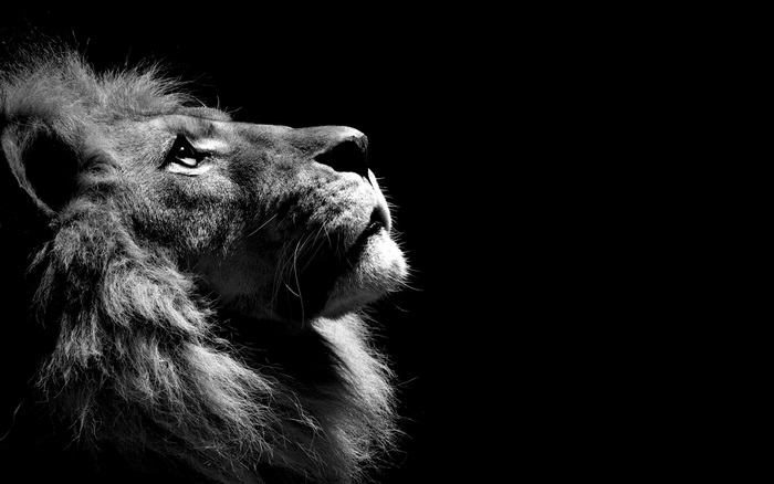 Majestic Lion Profile in Dramatic Black and White
