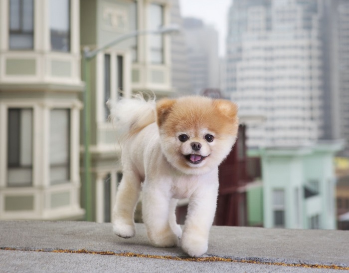 Boo the Pomeranian dog