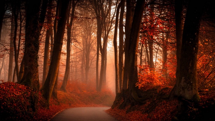 Autumn forest road with red leaves