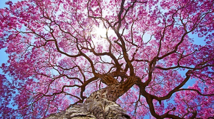 Majestic Pink Blossom Tree Against Blue Sky