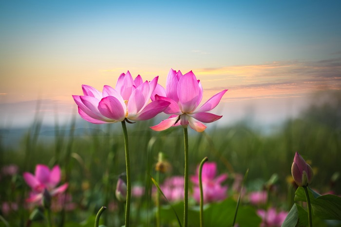 Pink lotus flowers in a field at sunset