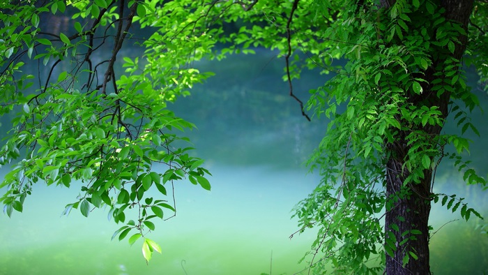 Green leaves and tree branches over water 4K