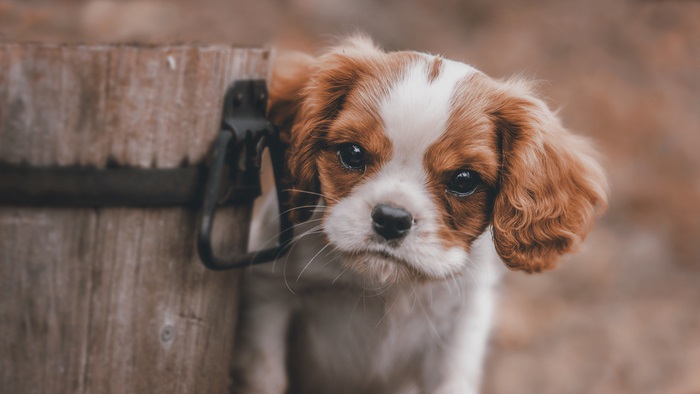 Adorable Puppy with Brown and White Fur in 4K