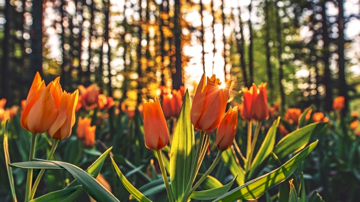 Orange tulips in a forest at sunset 4K