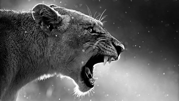 Lion roaring in black and white 4K