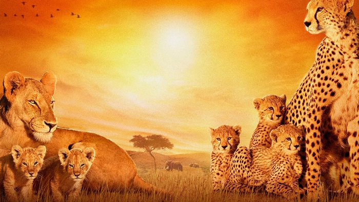 African Savannah Sunset with Lions and Cheetahs
