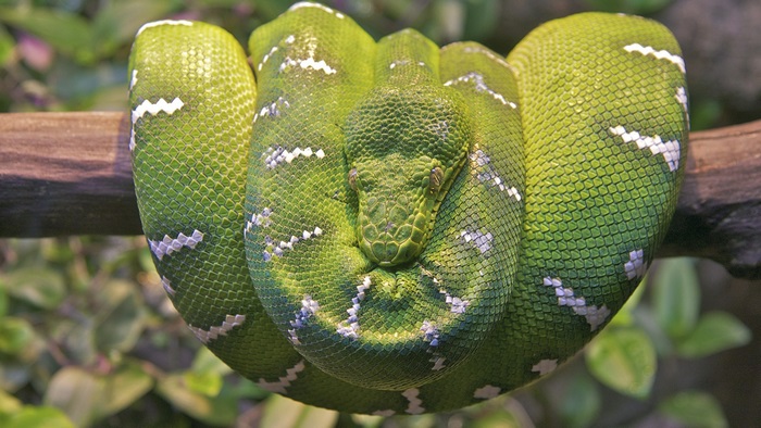 Emerald Tree Boa on a Branch