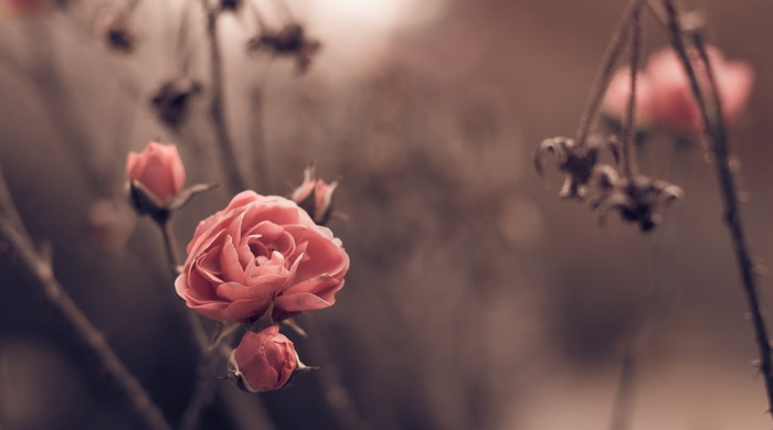 Pink rose and buds on branches