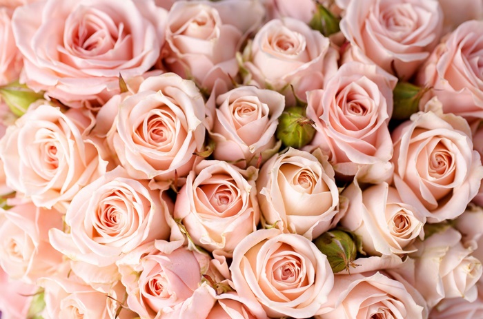 Pink roses bouquet 4K