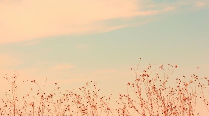 Dried plants against a pastel sky