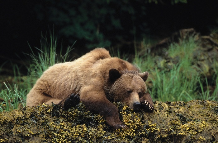 Grizzly bear sleeping on mossy rocks