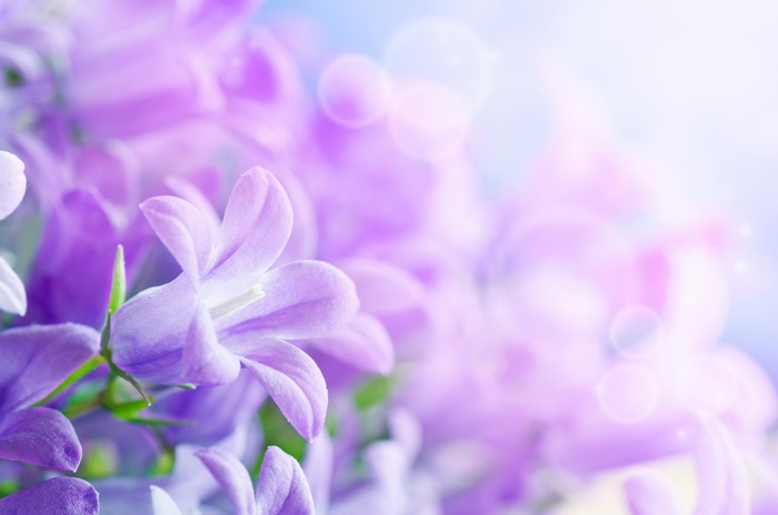 Purple Bellflowers 4K Desktop Background