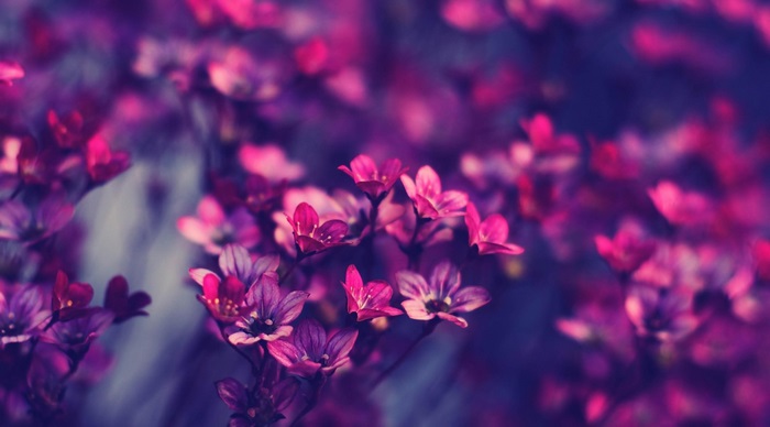 Purple and pink flowers 4K