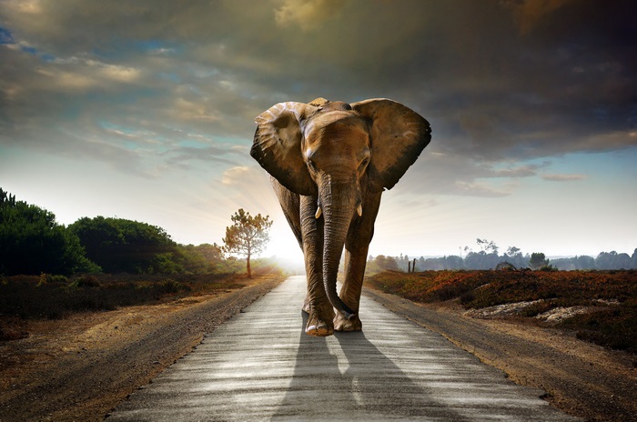 Elephant walking on a road at sunset