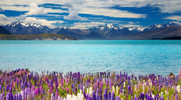 Lake Tekapo with Lupins and Mountains 4K