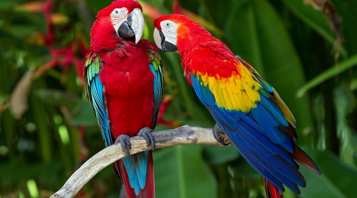 Vibrant 4K Image of Two Colorful Parrots on Branch