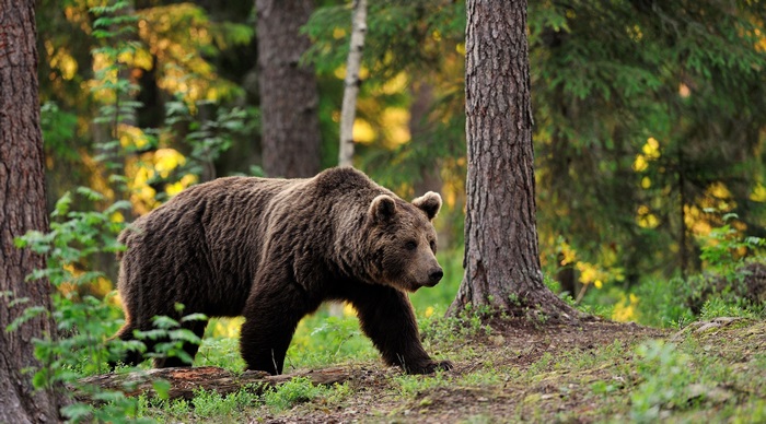 Brown bear walking in a forest