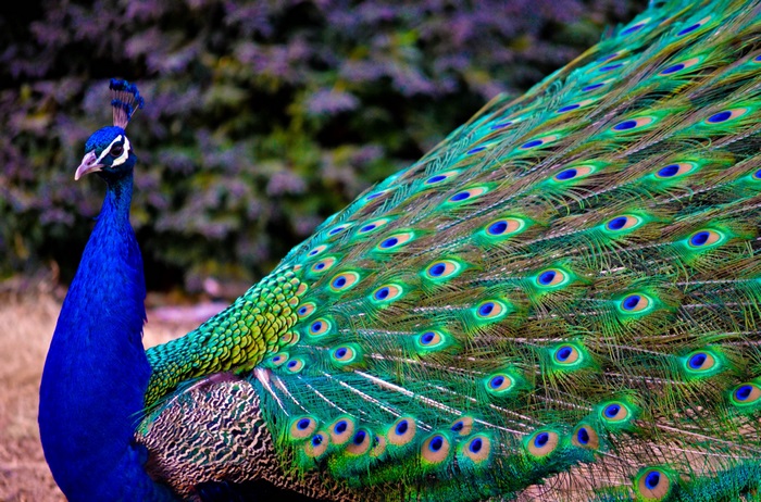 Vibrant 4K Peacock Displaying Colorful Feathers