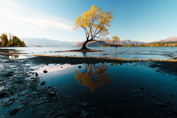 Solitary Tree with Golden Leaves by a Lake in 4K