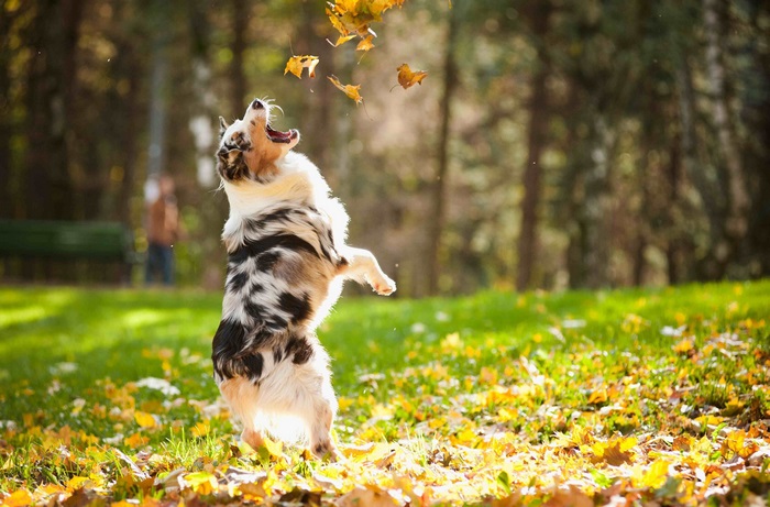 4K Dog Playing with Falling Autumn Leaves
