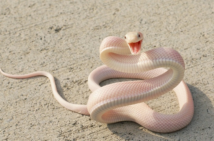 4K Close-Up of a Coiled Albino Snake