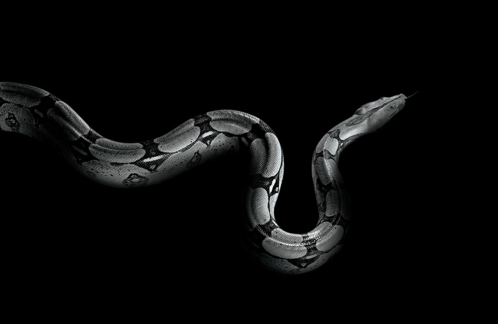 Python snake on a black background 4K