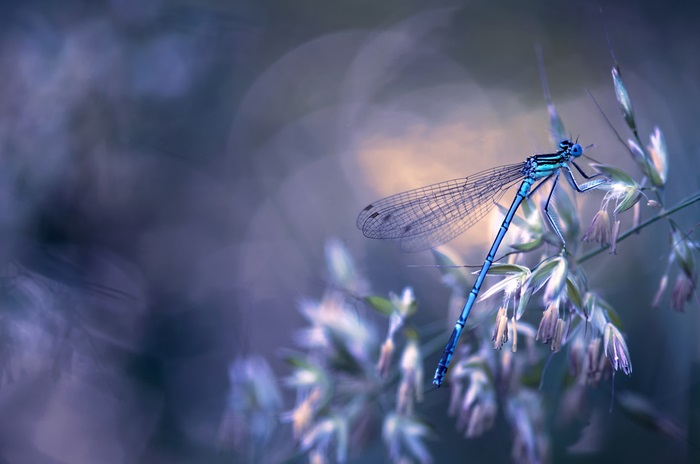 Blue Dragonfly on a Plant in 4K