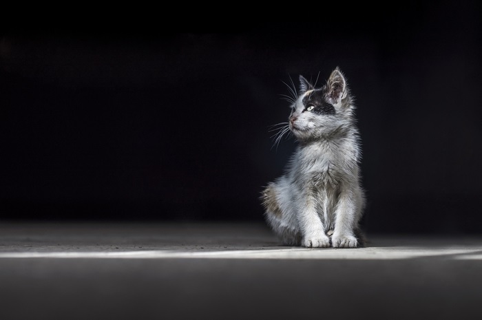 A black and white kitten sits in the dark