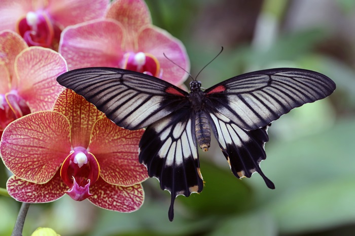 Butterfly on pink orchids