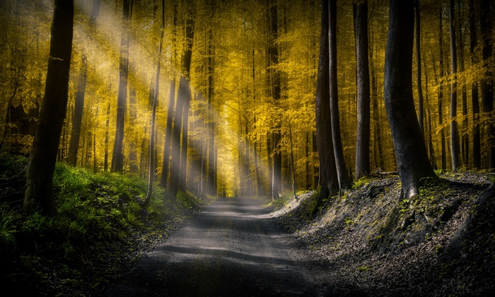 Sunbeams through a forest path